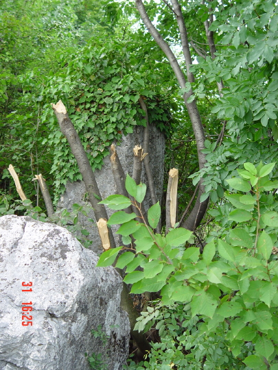 STECCI BRGULE 020
