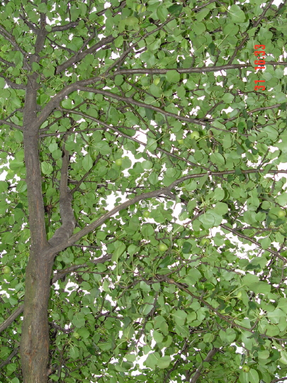 STECCI BRGULE 040
