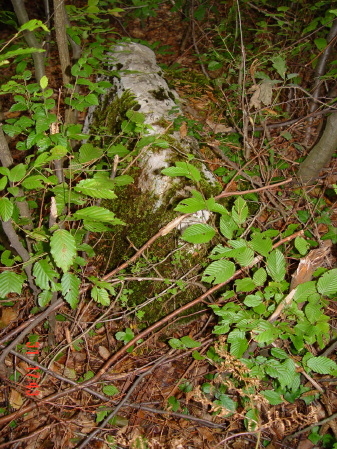 STECCI KLESNJE 065