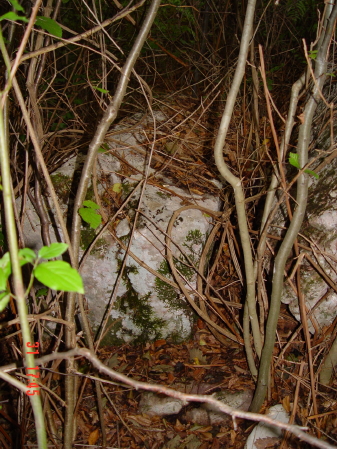 STECCI KLESNJE 069