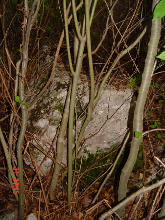 STECCI KLESNJE 070