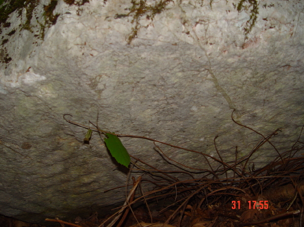 STECCI KLESNJE 092