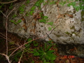 STECCI KLESNJE 067