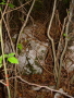 STECCI KLESNJE 069