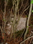 STECCI KLESNJE 070