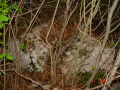 STECCI KLESNJE 071