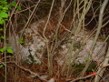 STECCI KLESNJE 072