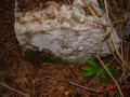 STECCI KLESNJE 074