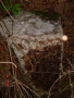 STECCI KLESNJE 075