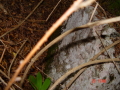 STECCI KLESNJE 076