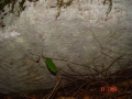STECCI KLESNJE 092