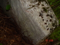 STECCI KLESNJE 093
